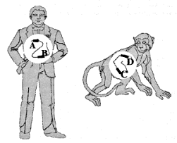 Figure 1: Schematic illustration of orthologs and paralogs