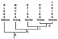 Figure 2: A schematic phylogeny illustrating the hierarchical (vowel) and non-hierarchical (consonant) deployment of ‘shared mistakes’
among five primates