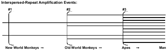 Figure 3: Idealized and schematic portrayal of successive amplifications