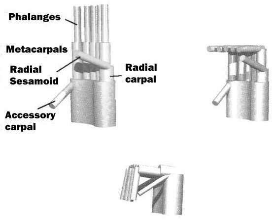 graspingmechanism