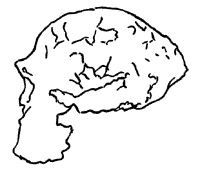 Skull profile of erectus