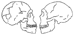 Human specimens from Qafza