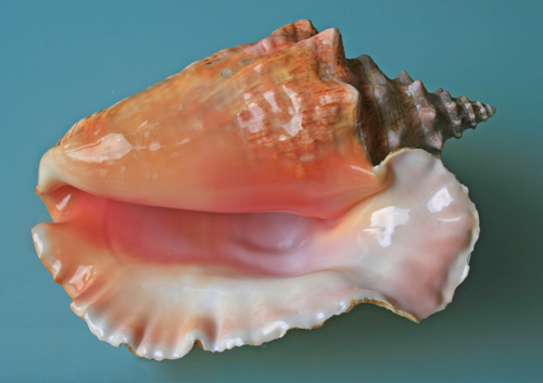 conchshell