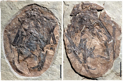 pterosaur-fossil-embryo