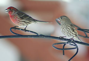 Finches