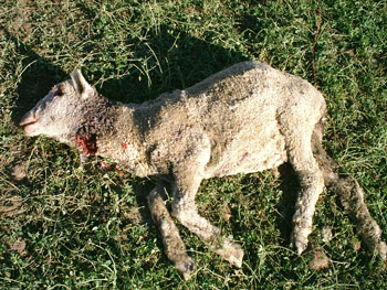 dead-sheep