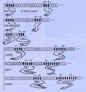 homology