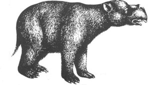 Diprotodon drawing