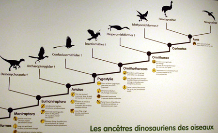 Partial cladogram showing the supposed evolutionary relationship between Deinonychus and modern birds