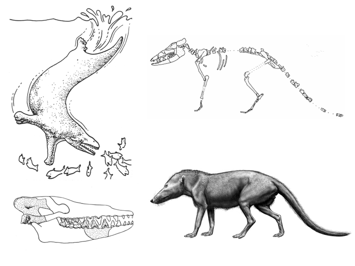 Pakicetus reconstruction v reality