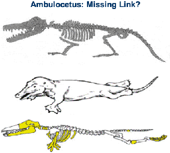 Ambulocetus, reconstruction v. reality