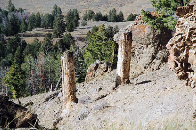 Upright fossilised trees in Yellowstone. Evidence shows they could not have grown in place.