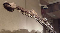 Sauropod head