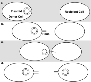 resistance (R) factor