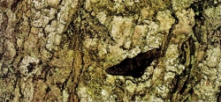 peppered moth 1