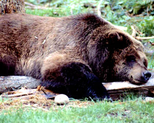 grizzly black bear hybrid