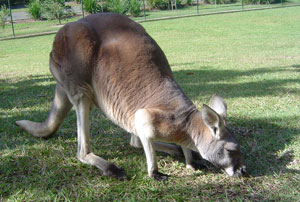 Image of an Australian Grey Kangaroo.