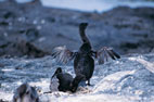 Cormorant