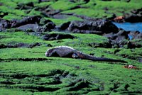 Marine iguana eating algae