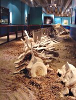 Fossil skeleton
