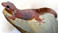 Gecko