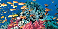 Reef