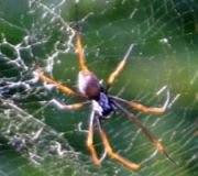 Golden orb spider