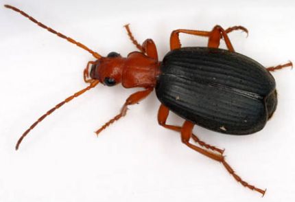 bombadier-beetle