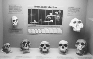 Homo habilis—A Premature Discovery: Remembered by One of Its