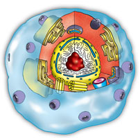 a eukaryote cell