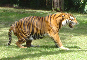 A zoo tiger growling