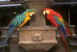 Parrots