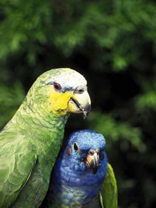 parrots