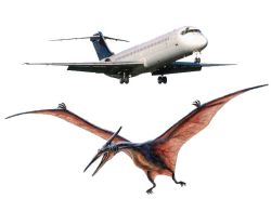 pterosaur and plane