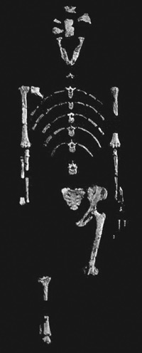 Australopithecus afarensis