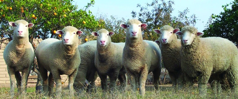 dorsetlambs