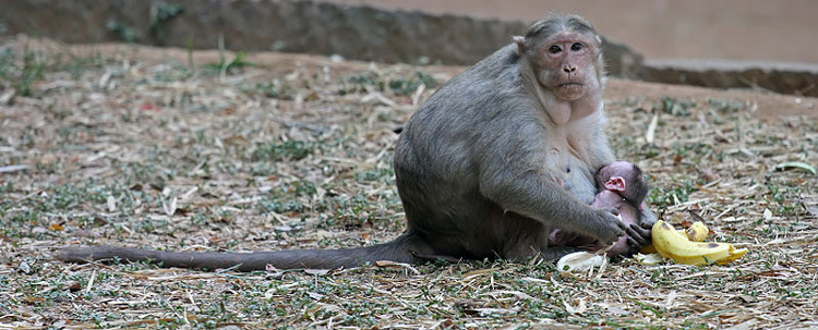 crab-eating-macaque