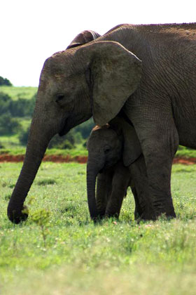 Mother elephant and baby