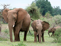 Mother elephant and baby