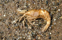 Prawn