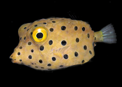 A boxfish