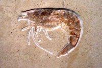 Prawn fossil