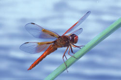 Dragonfly