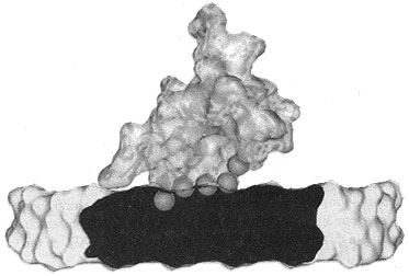 Profile of docking osteocalcin, on HA crystal surface.