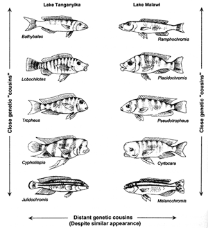 parallel but independent development of cichlid