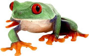 Frog Picture