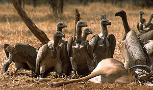 Vultures on Carion