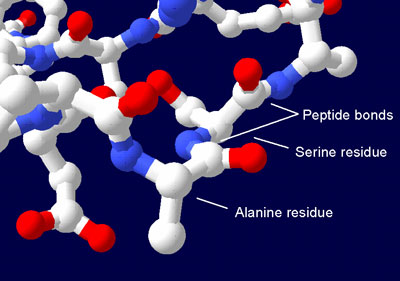 section of a protein structure