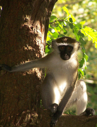 A vervet monkey