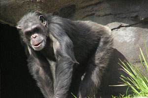 A chimpanzee